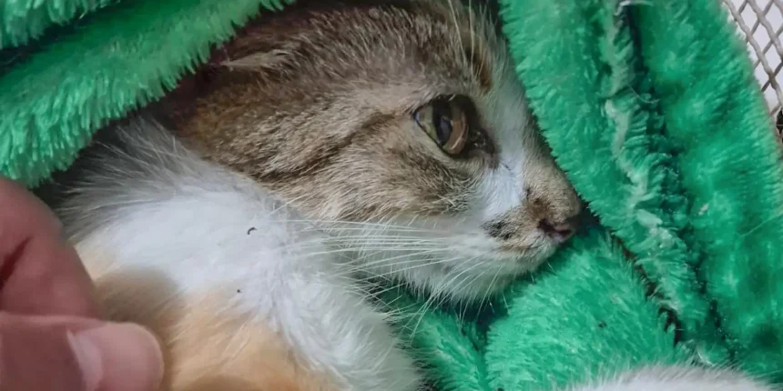 Mulher é presa após arremessar gata do 12º andar de prédio em Curitiba