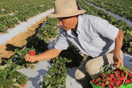 Agricultores com perda de produção começam a receber o Garantia-Safra