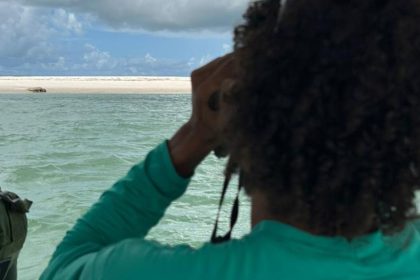 Elefante-marinho volta a ser avistado no litoral alagoano