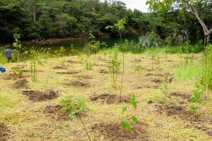 Parque não inclui área destinada a salvar BRB, diz associação