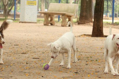 Estatuto dos Cães e Gatos prevê penas para quem maltratar animais