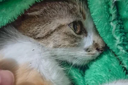 Mulher é presa após arremessar gata do 12º andar de prédio em Curitiba