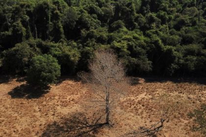 Estudo de longo prazo na Amazônia descarta teoria de savanização
