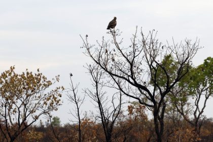 Novas tecnologias ajudam brigadistas a proteger o Cerrado de incêndios